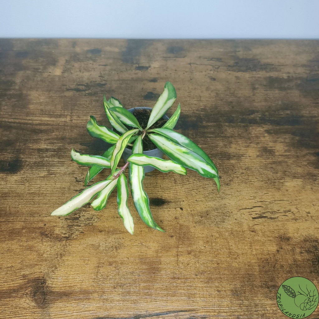 Baby Hoya Wayetii Variegata