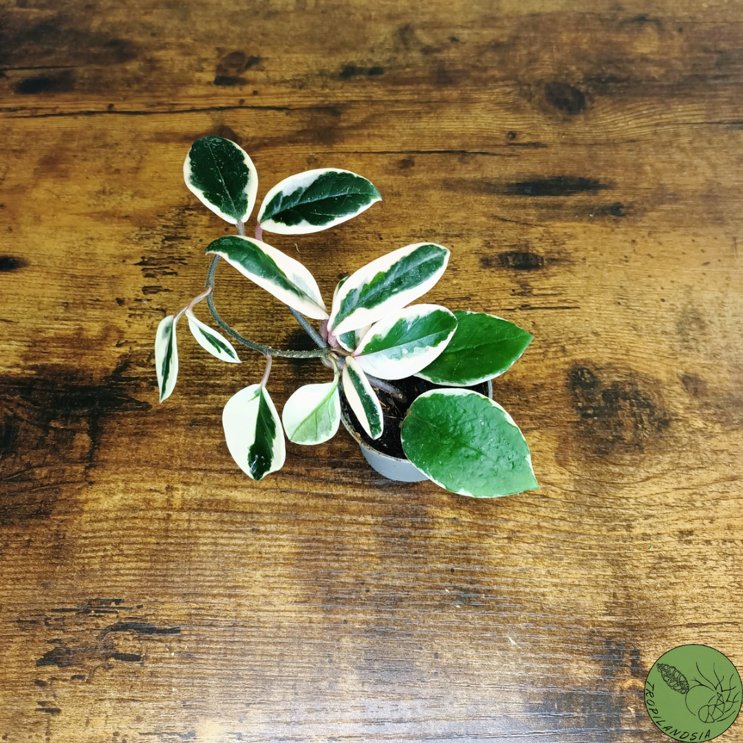 Baby Hoya Carnosa Tricolore