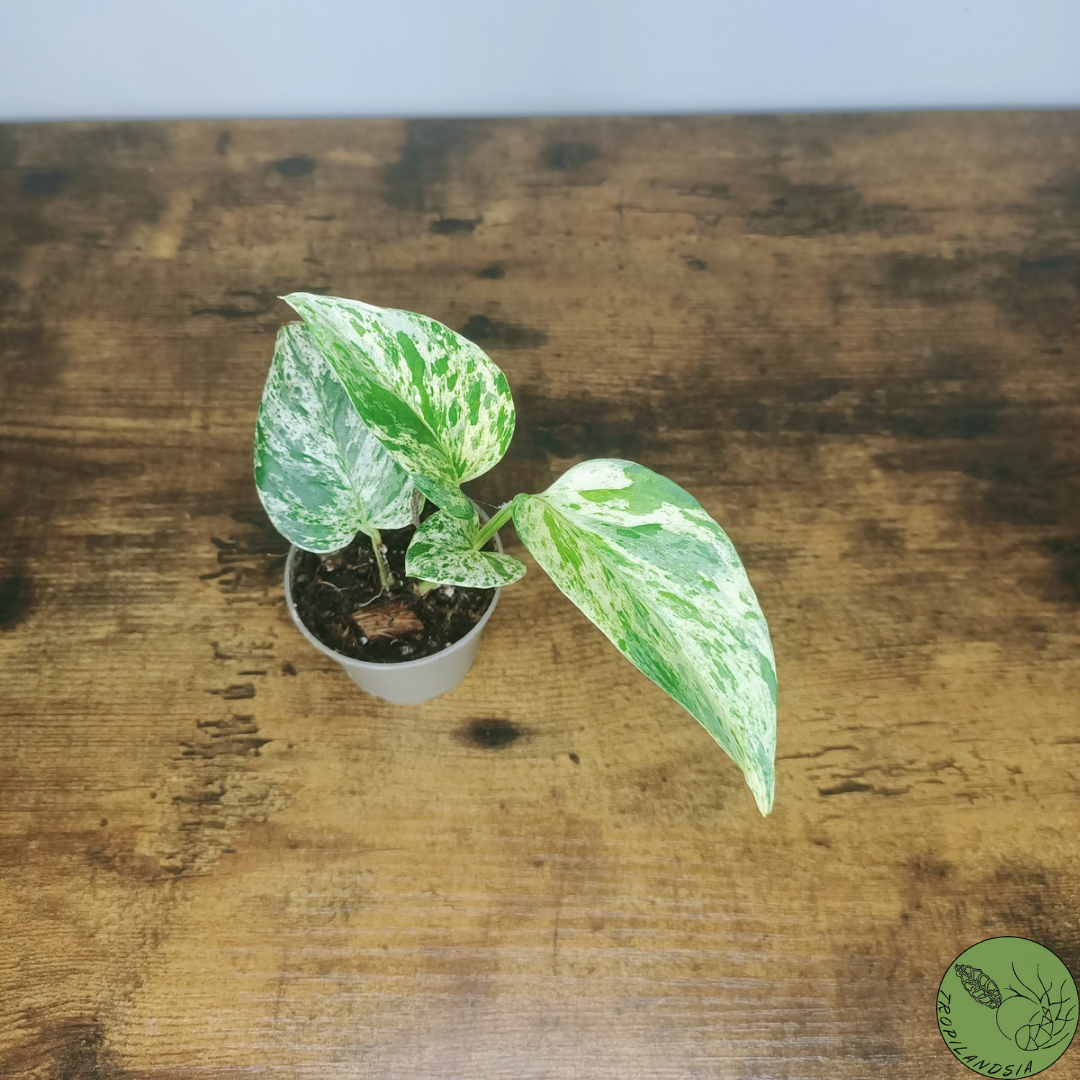 Baby Pothos Marble Queen 22