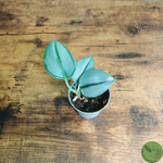 Baby Pothos Treubii Moonlight 21