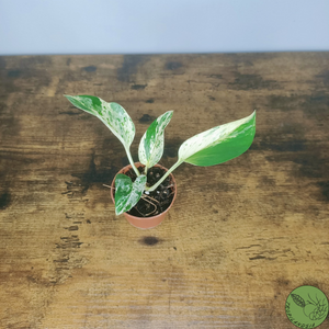 Baby Pothos Marble Queen 17