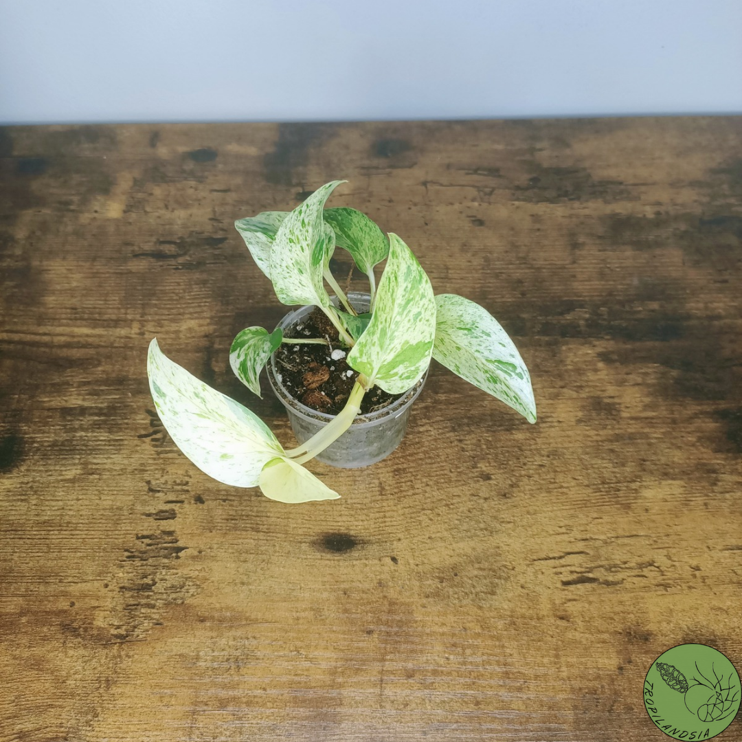 Baby Pothos Marble Queen 24