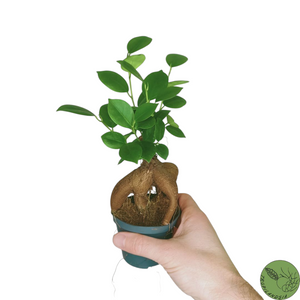 Baby Ficus Ginseng 7